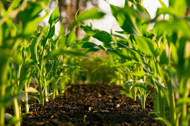 Agriculture AI preview